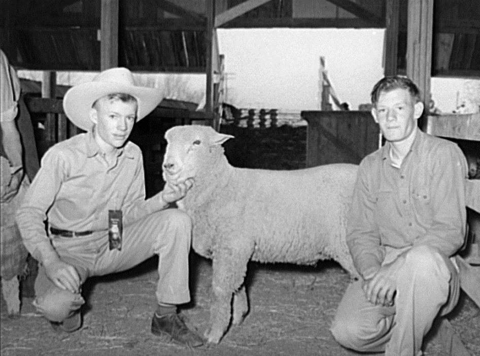 4H boys with sheep in San Angelo Tx 1940