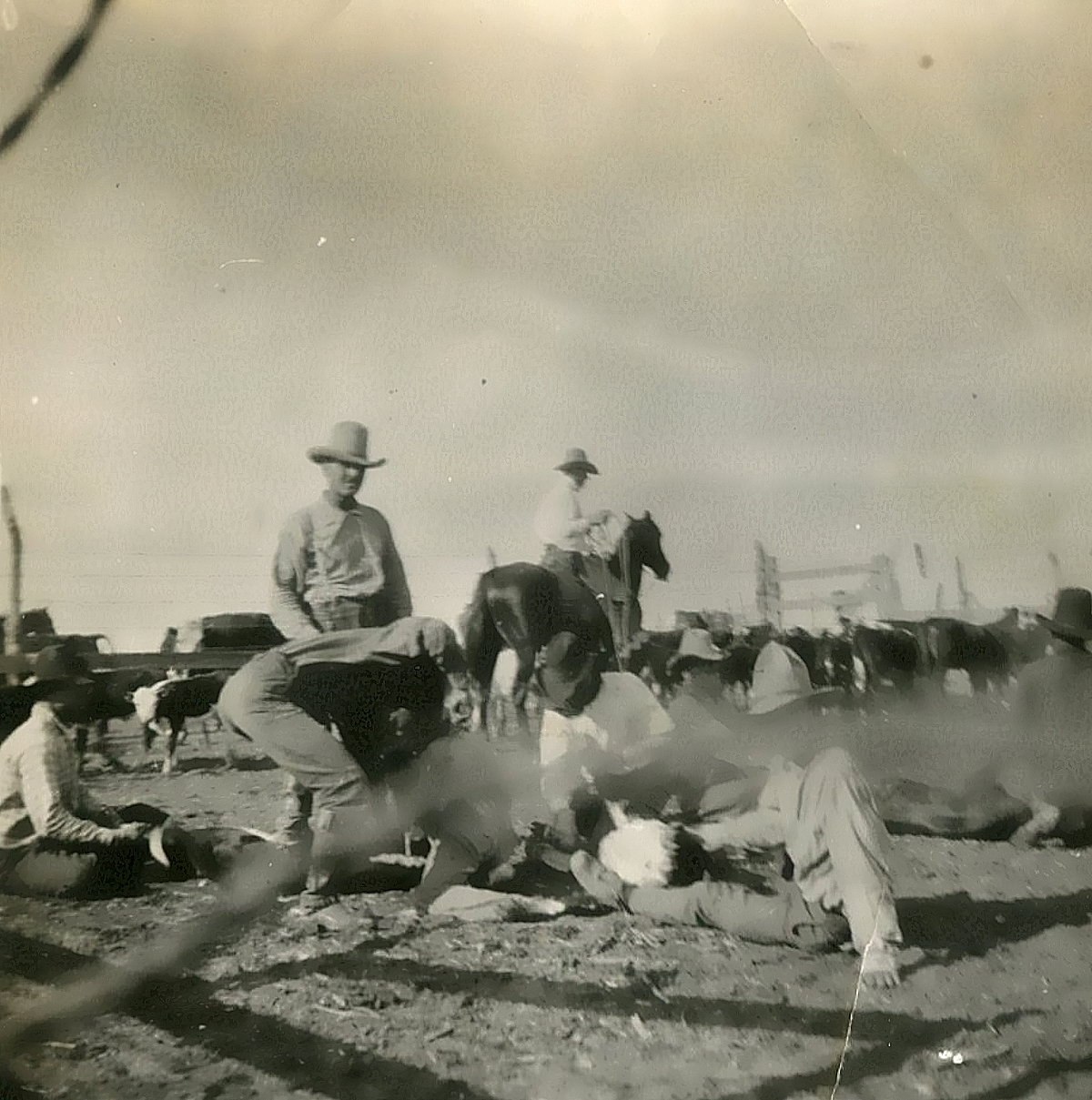 Branding Cattle in Castro County in 1920