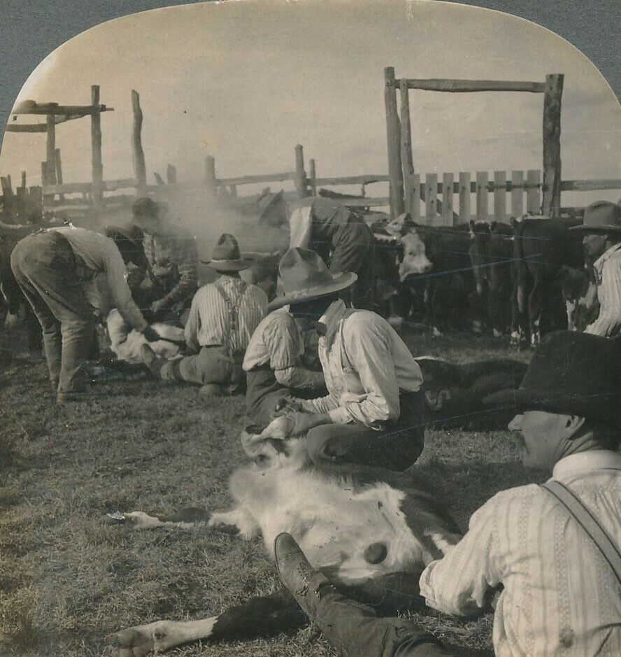 Branding Cattle on the Palo Duro Ranch in 1910