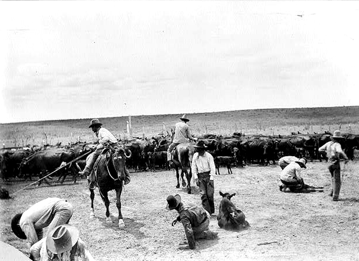 Branding Cattle on the XIT