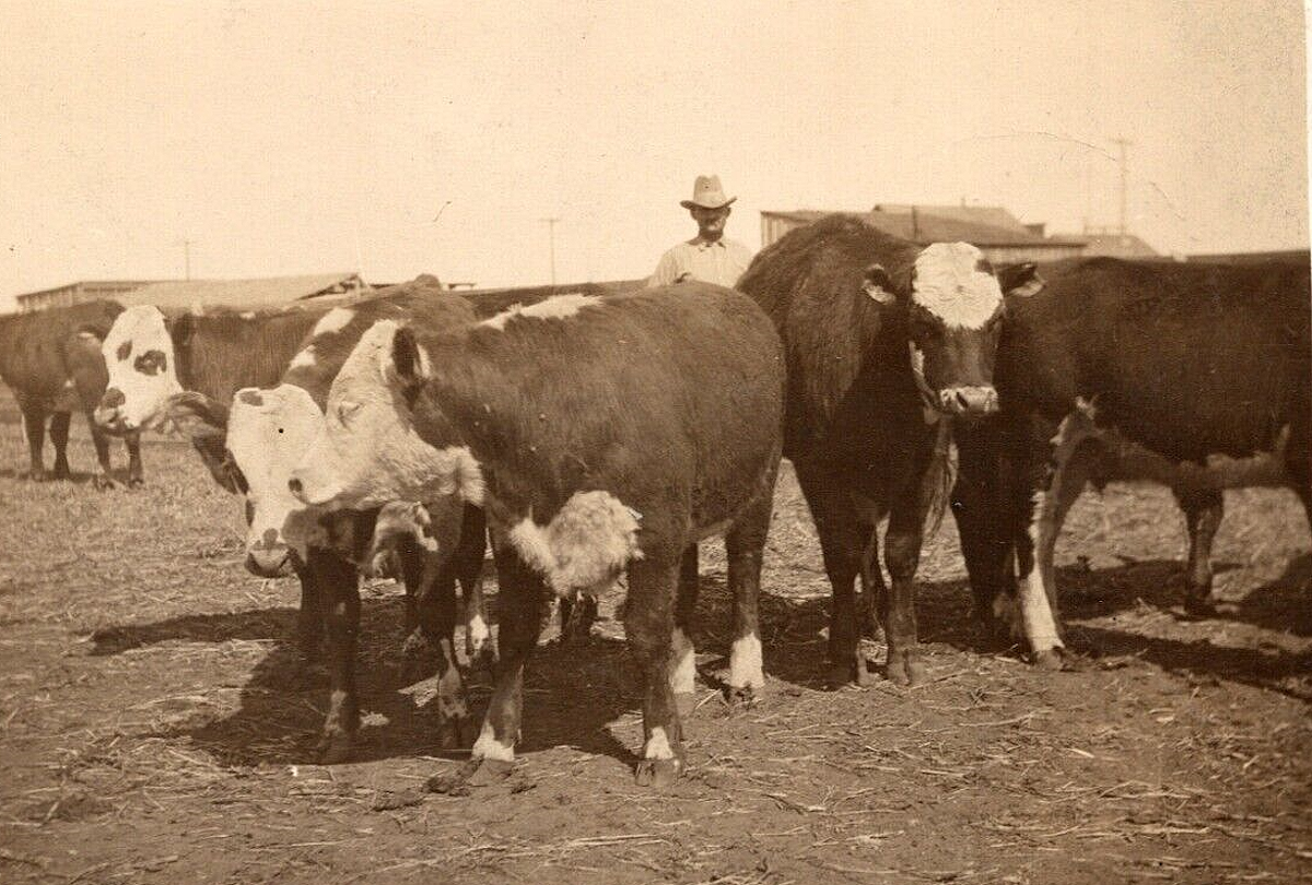 Burnett Brothers Cattle in 1910