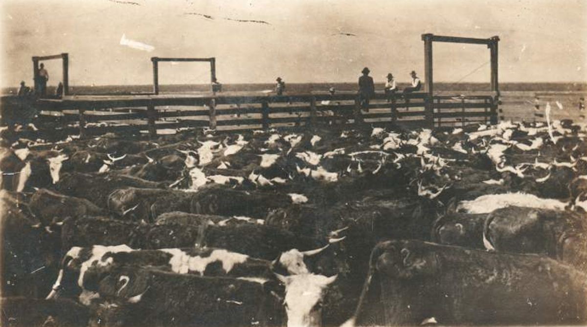 Cattle Stock Yards in Lubbock in 1910