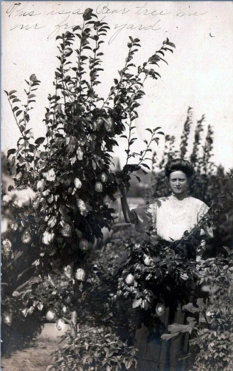 Coleman Woman with Pear Tree in 1908
