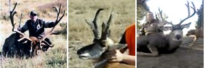 Colorado Hunting
