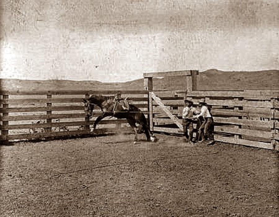 Cowboys Break a Horse in 1907