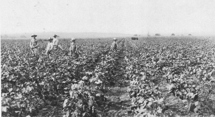 Cotton Field and Cotton Choppers Near Smithville