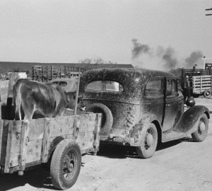 Man takes family milk cow to market in 1939