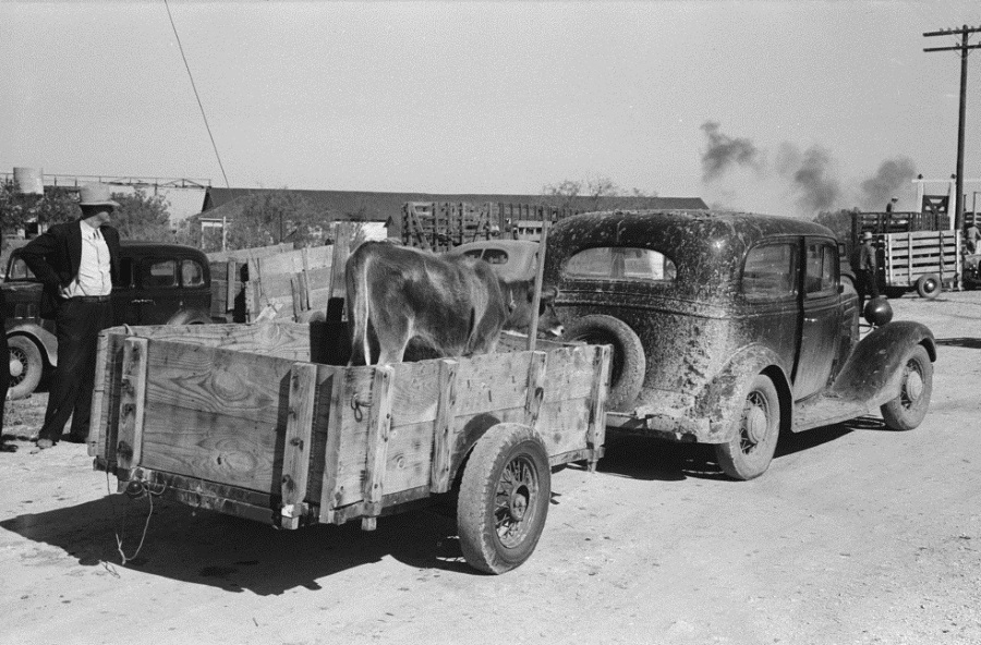 Cow in Trailer Towed by Car in San Angelo 1939