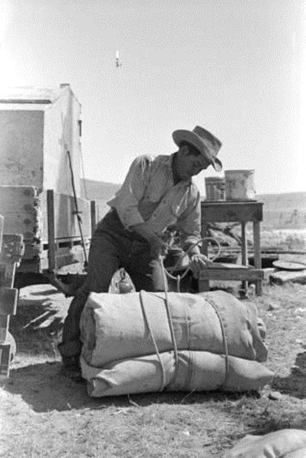 Presidio County cowboy tying up tarps 1939