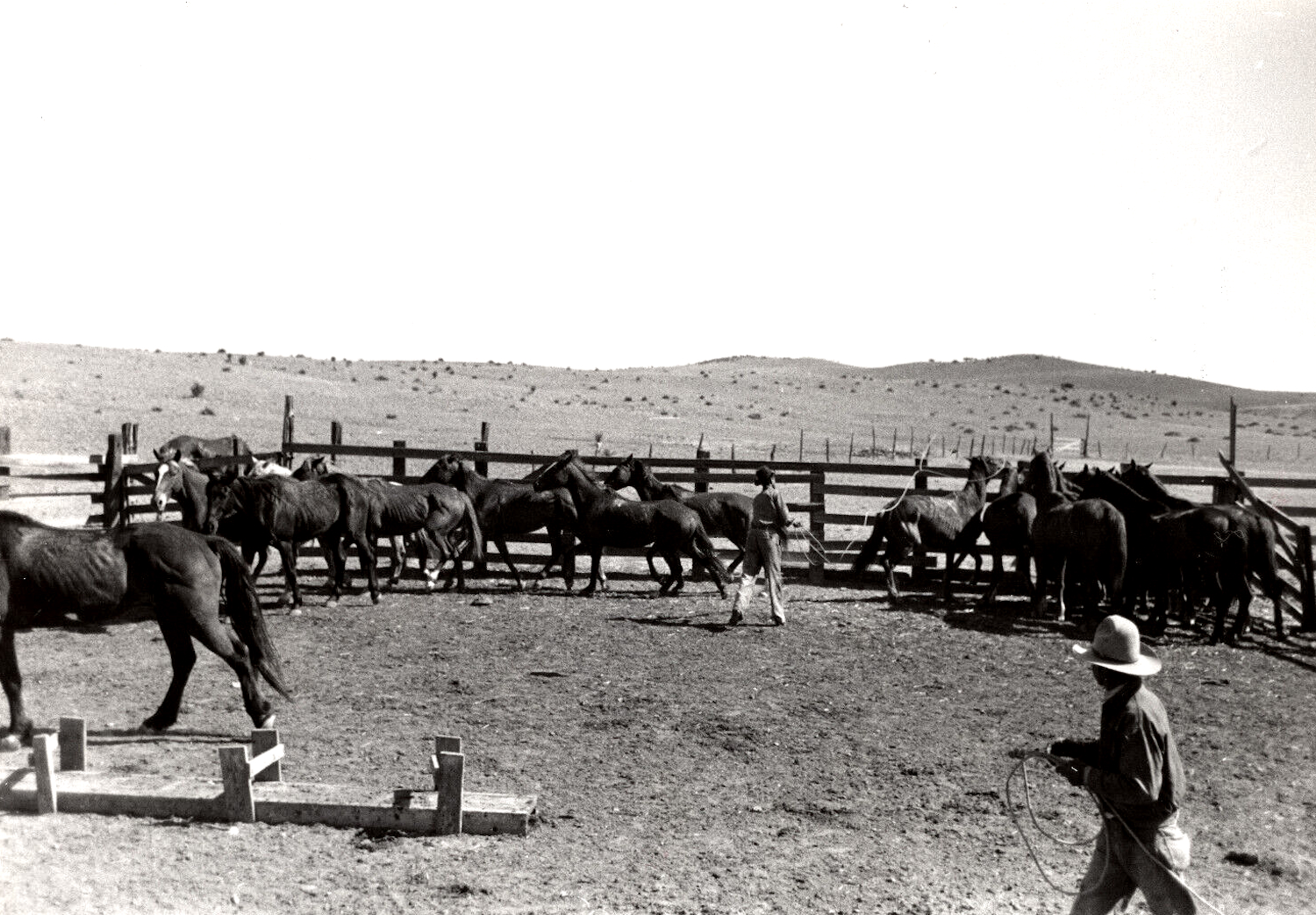 Cowboys Roping Horses in Corral