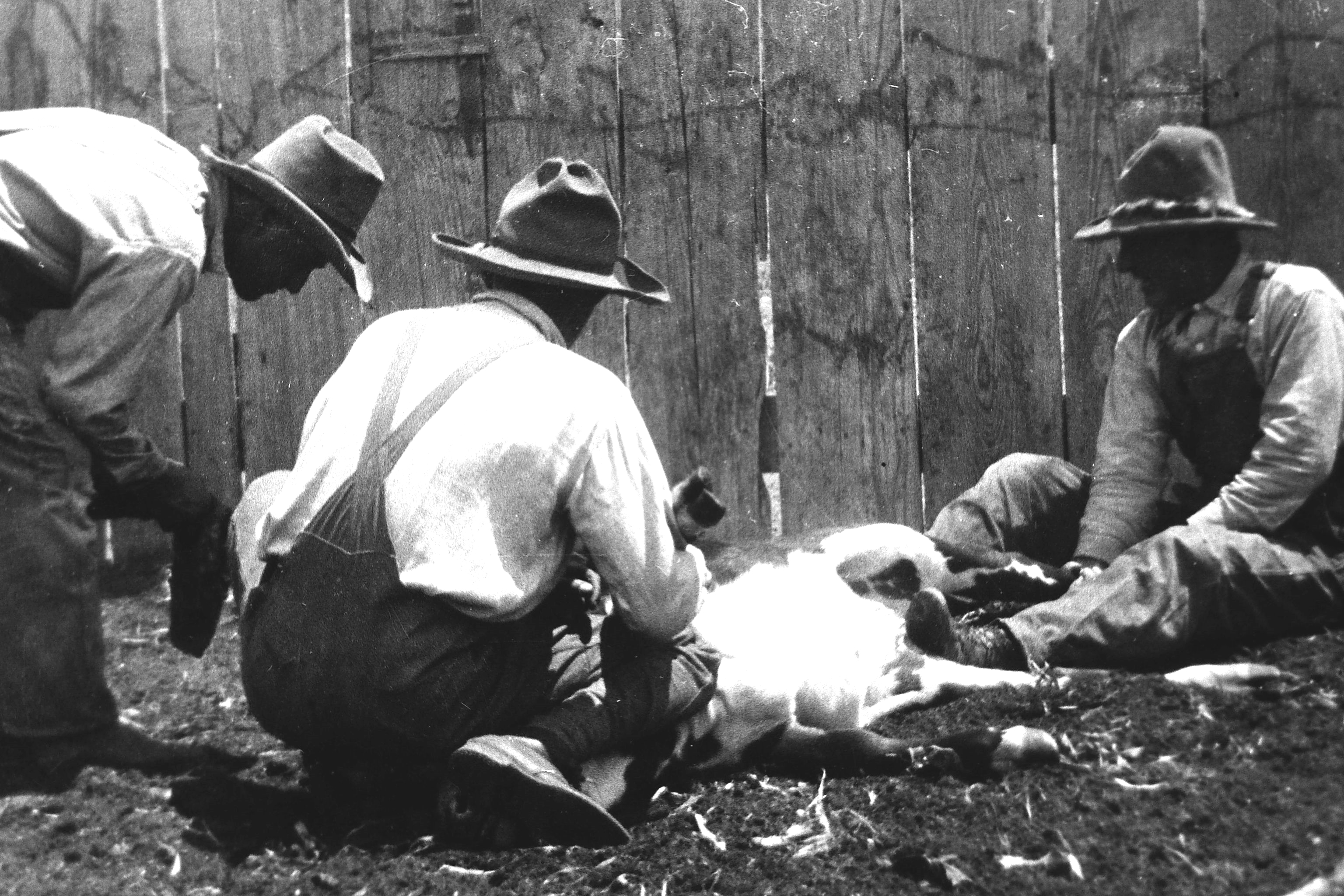Cowboys Working Cattle in Hart TX in 1917