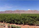 Culberson County Texas