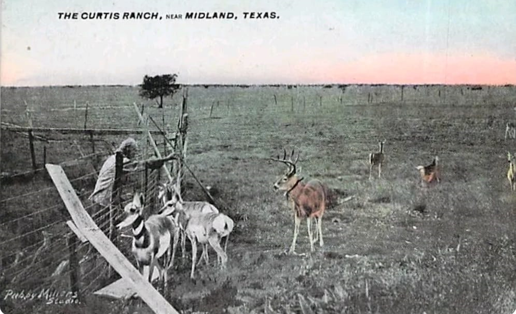 Curtis Ranch near Midland Texas in 1909