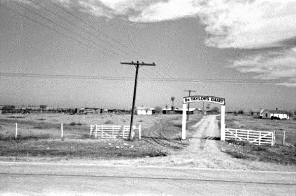 Dr Taylor's Dairy Farm in 1939