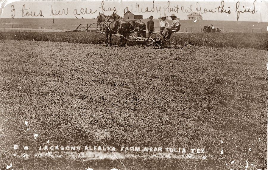 EW Jackson's Alfalfa Farm Near Tulia Texas  in 1909