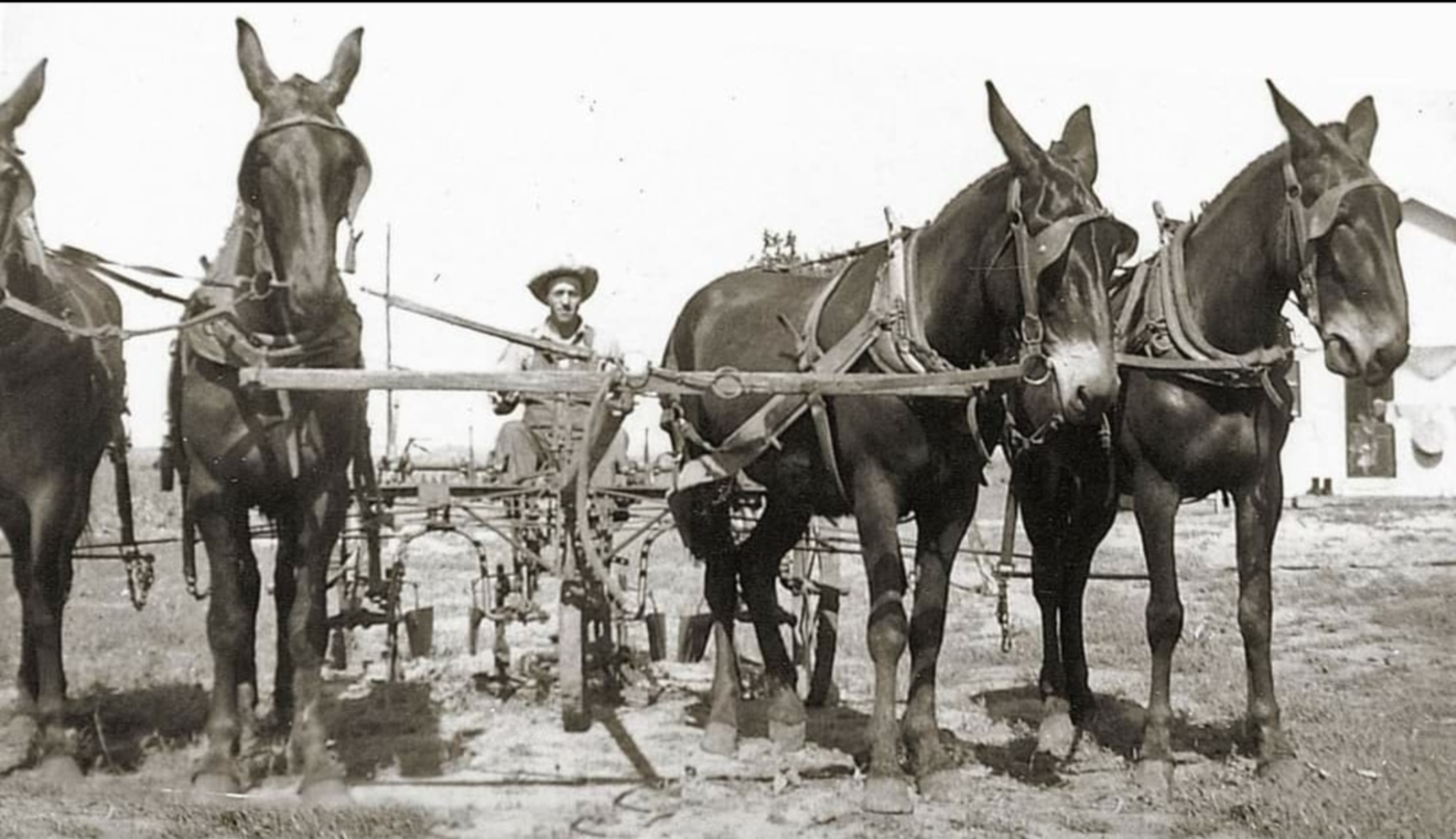 Eddie Schlottman with 4-Mule Team in 1940