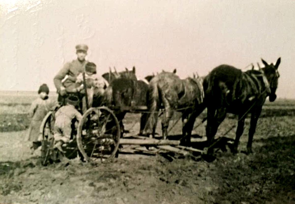 Family Plows Field with 4-Mule Team in 1920s