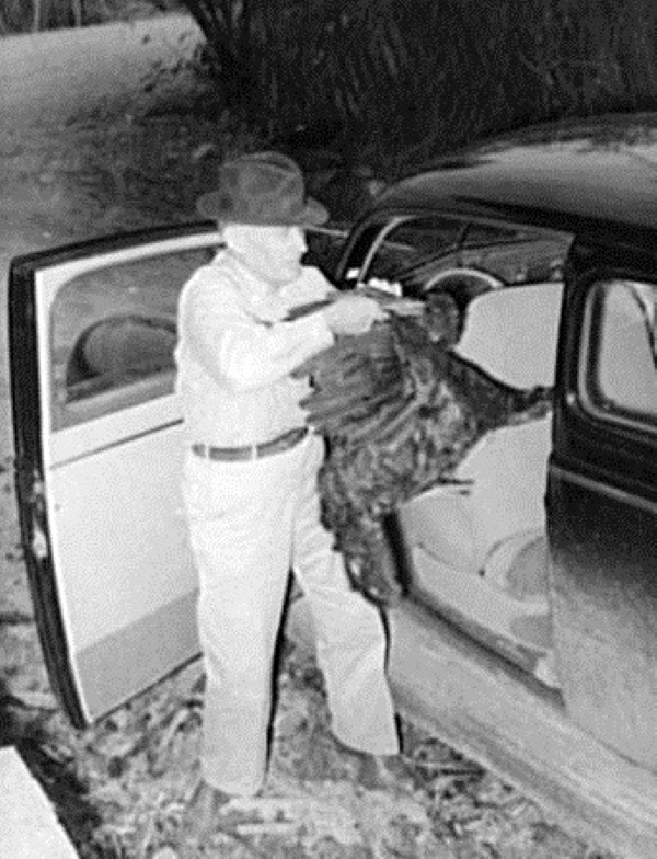 Turkey in the Car Brownwood Texas 1939