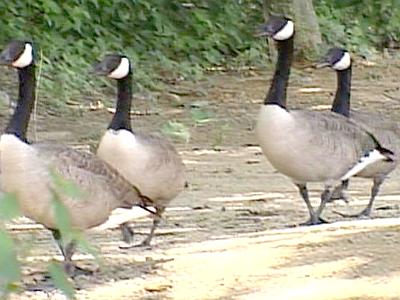 Town Puts Geese on Pill