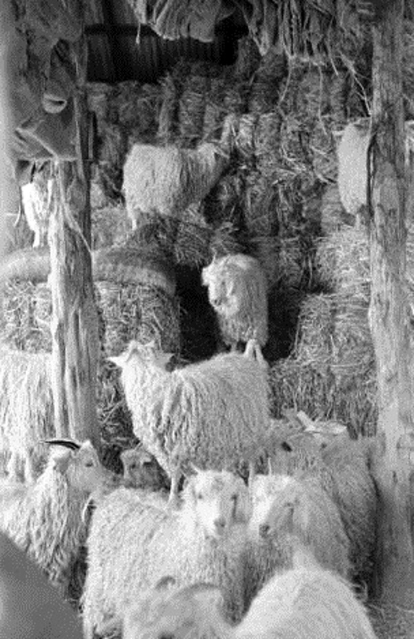 Angora goats playing and eating in Kimble County hay barn in 1940