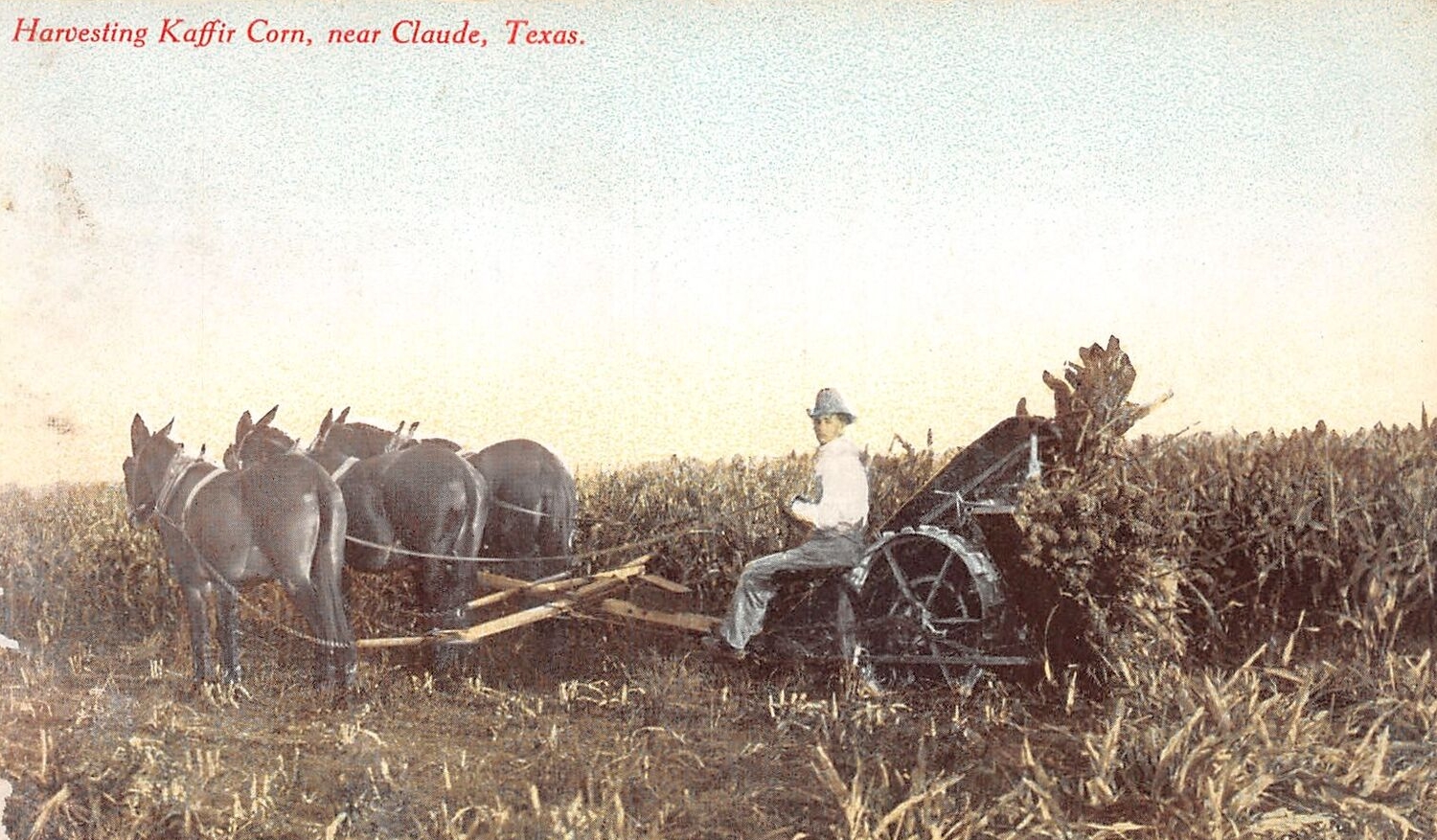 Harvesting Kaffir Corn Near Claude in 1910