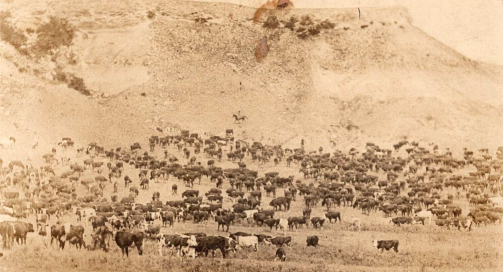 Herd of Cattle near Quitaque Texas in 1912