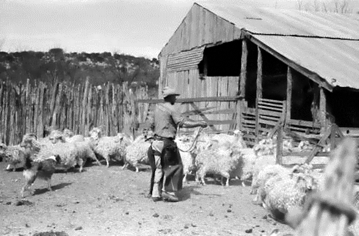 Herding Goats in Kimble County