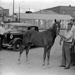 Horse Trader Shows Horse in Alpine in 1939