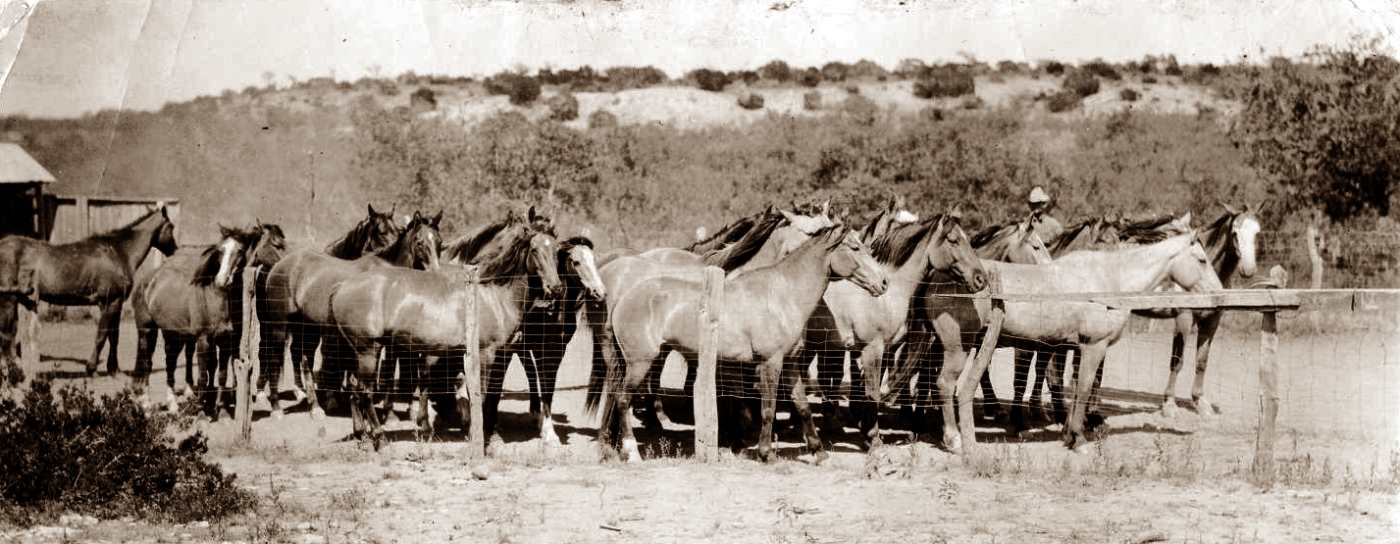 Horses in Benjamin 1924