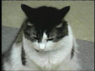 Hospice Cat Predicts Next to Die
