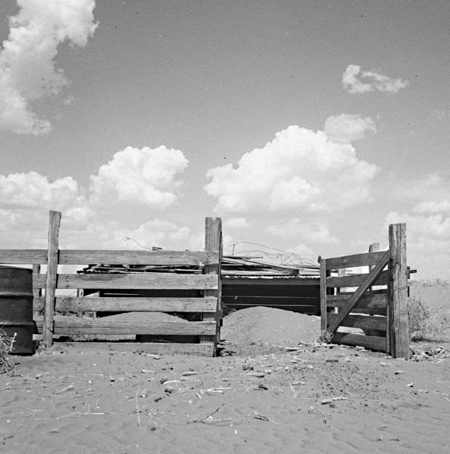 Mounds of Sand Invade Hog Pen in Castro County in 1936