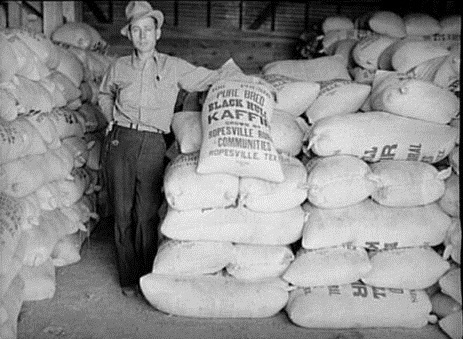 Kaffir Seed Grown by Ropesville Farmers in 1939