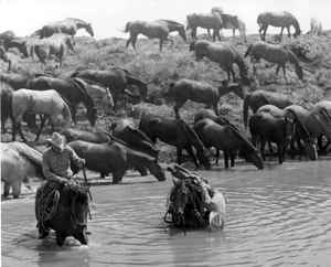 King County Texas - Gettin a drink in the middle of the stream ca 1960