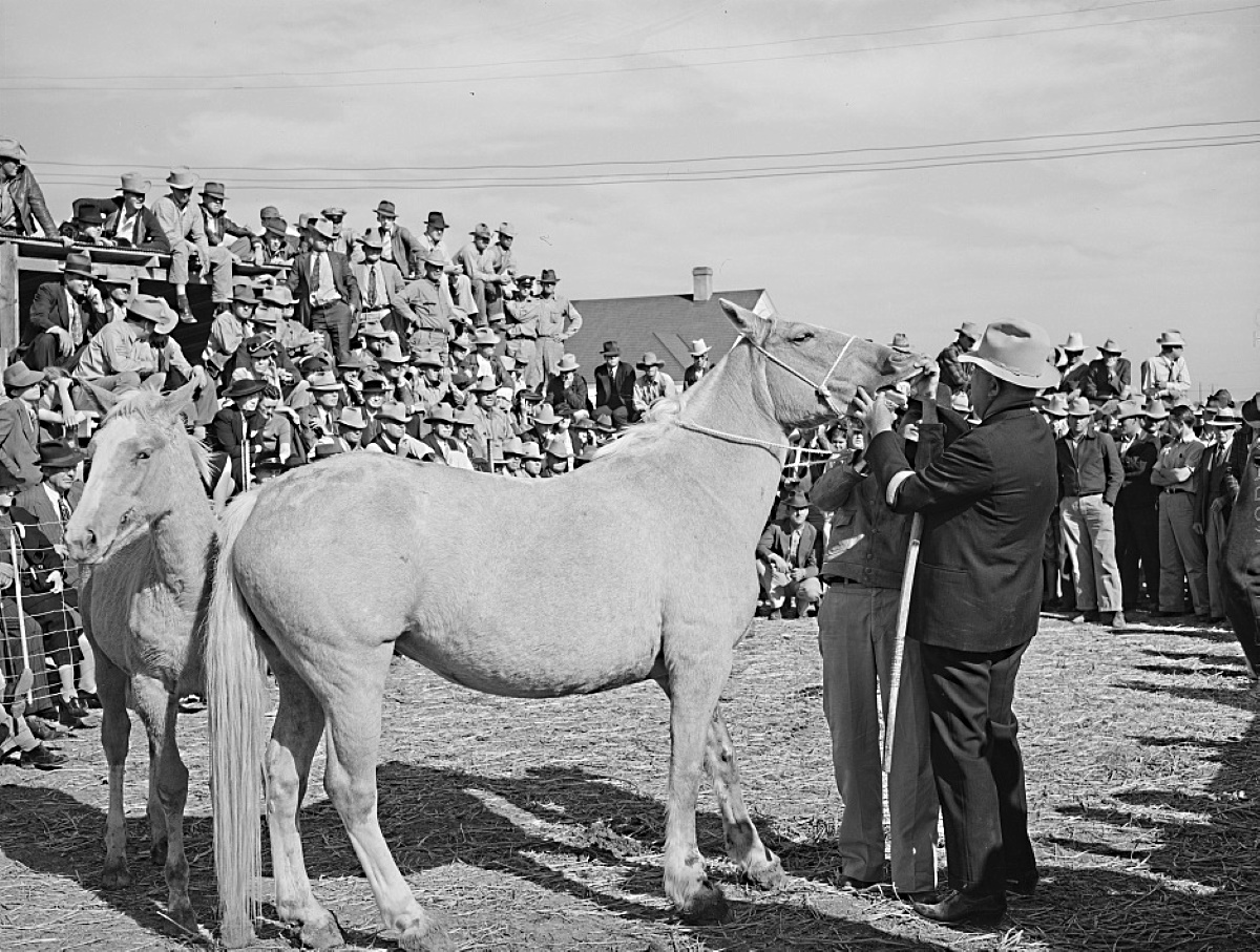 Looking Horse in Mouth At Auction in 1939