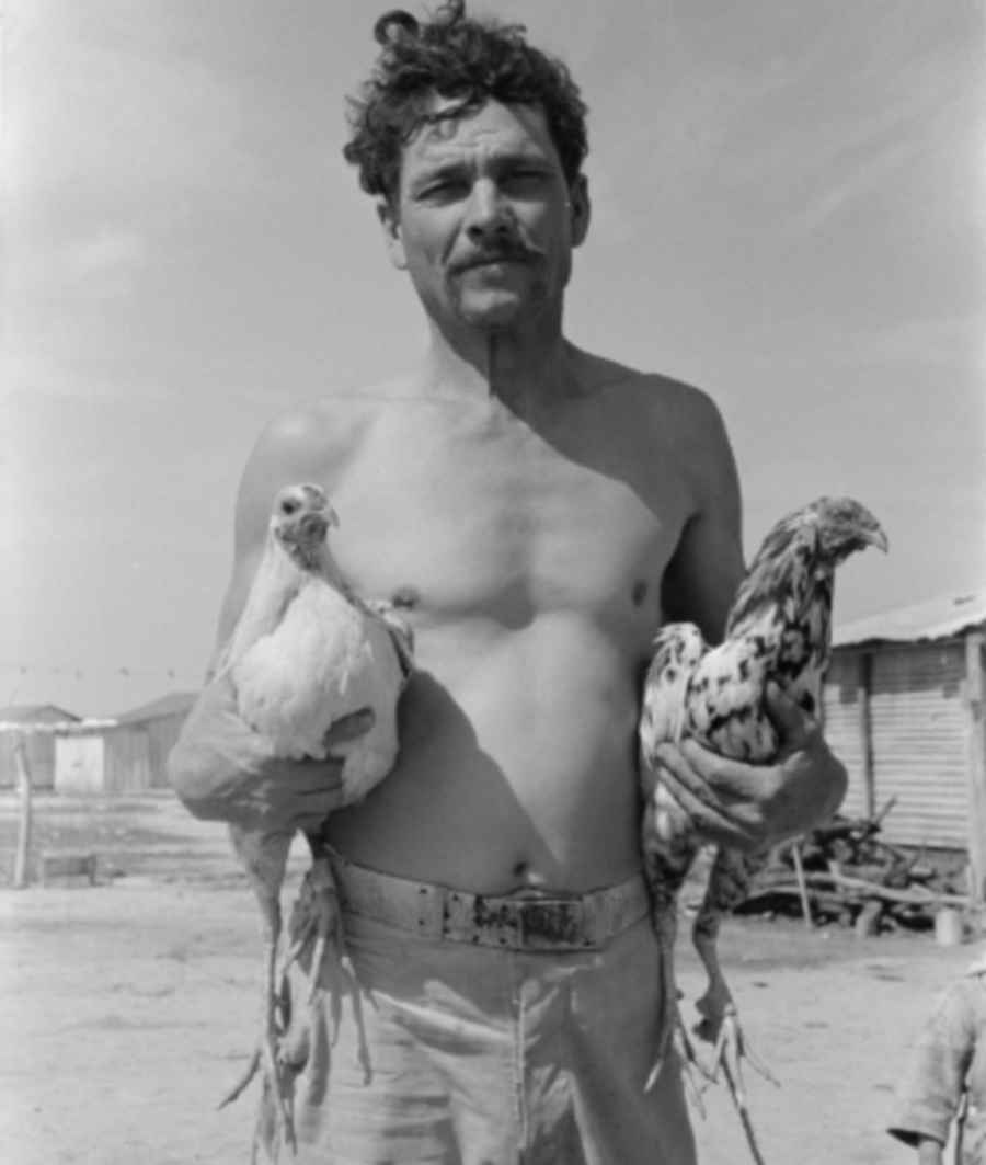 Man with Fighting Chickens in 1939