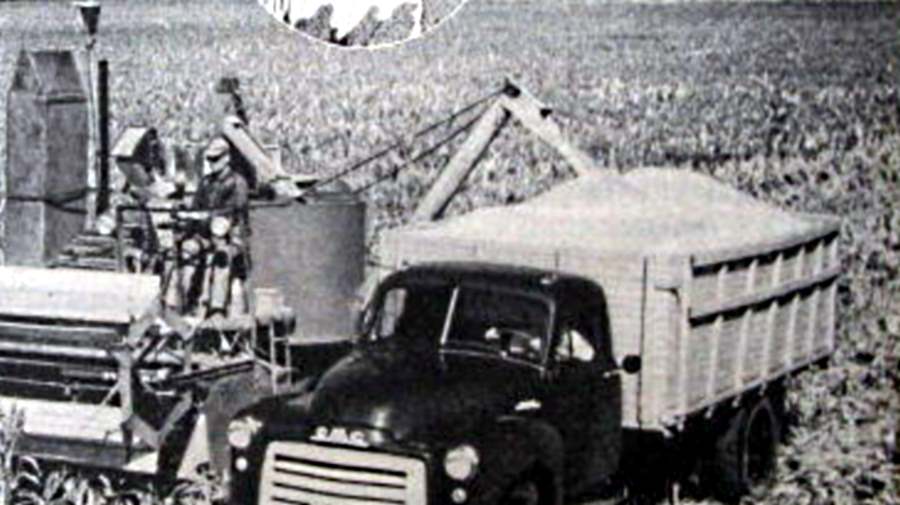 Milo Harvest Near Lockney in 1954