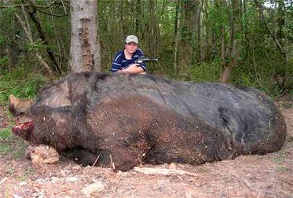 http://www.davickservices.com/Monster%20Pig%20Clay%20County%20Alabama.jpg