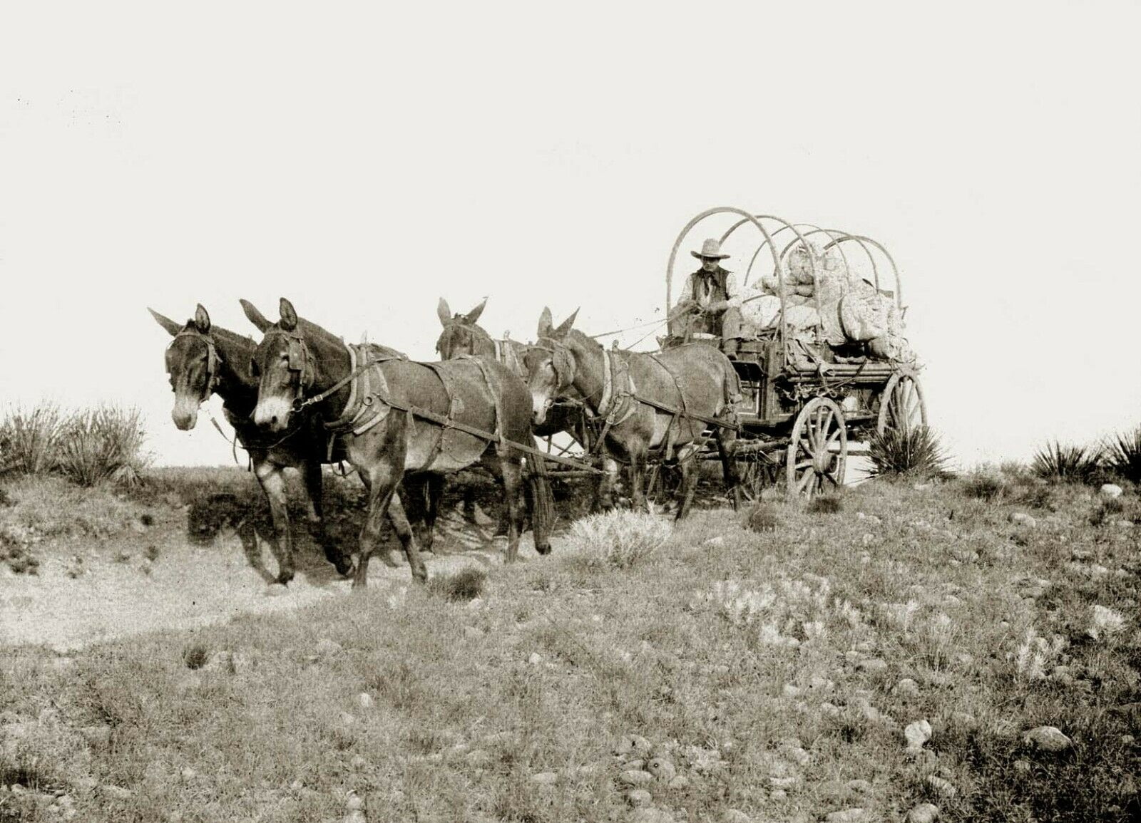 Mule-drawn Chuck Wagon LS Ranch in 1907