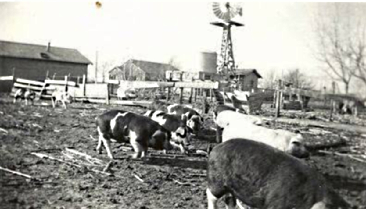 Pig Farm near Shallowater in 1940s