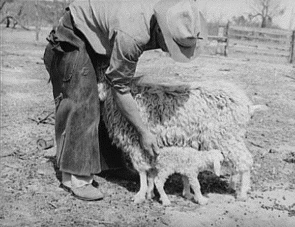 Rancher Ecourages Newborn Goat