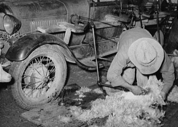 Shearing a Goat with a Model A Ford
