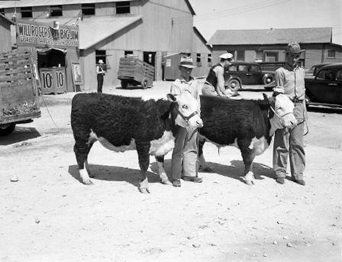 South Plains Junior Livestock Show in 1938