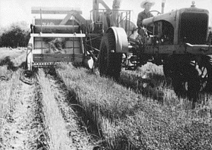 Flax Harvester in 1939 in Maverick County