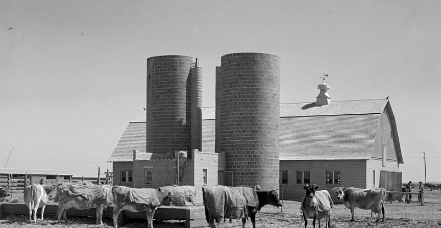 Terra Blanca Dairy Farms in Randall County in 1936