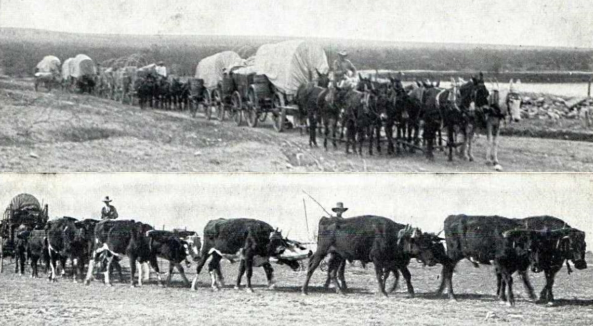 Mule and Ox Wagon Trains in San Angelo