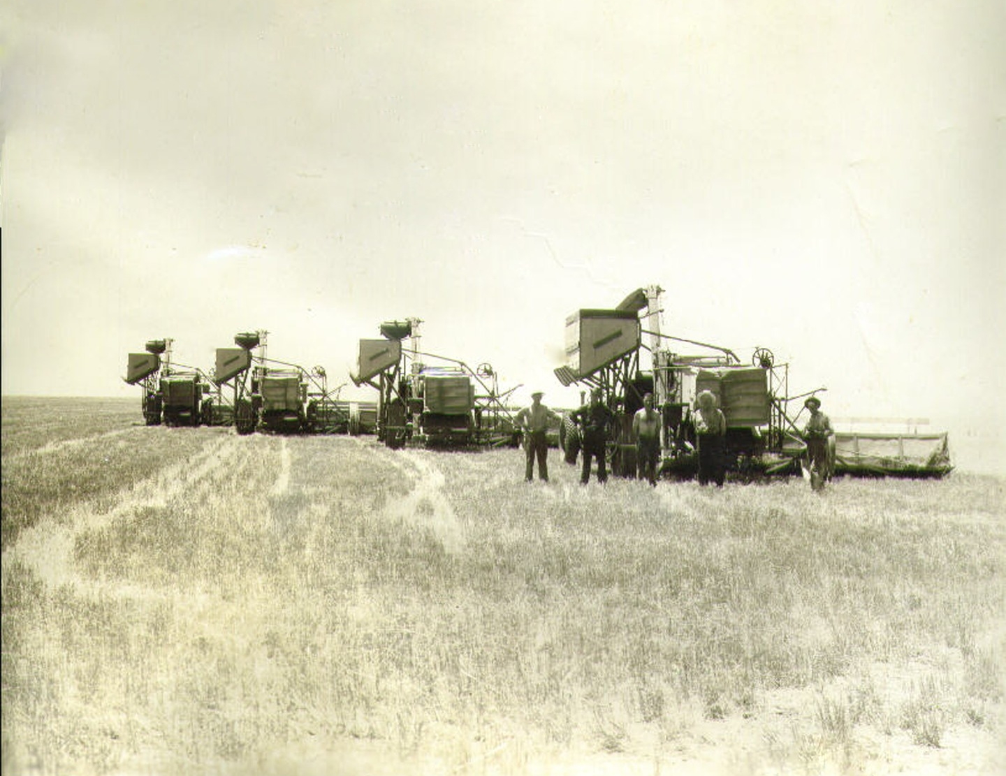Wheat Harvest in Castro County in 1929