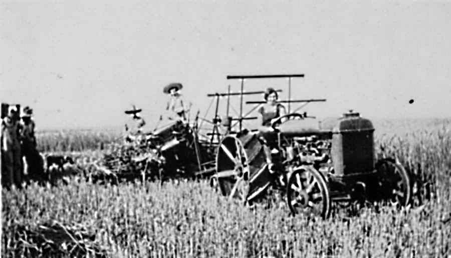 Wheat Harvest Near Quanah in 1920s