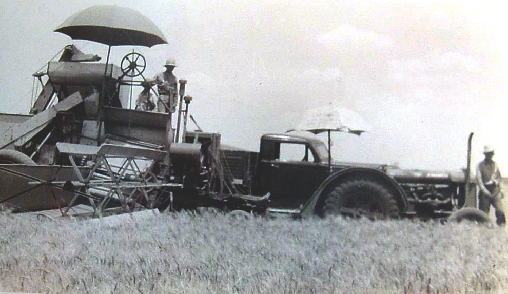 Wheat Harvest in Nolan County in 1930s