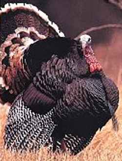 Wild Turkey
