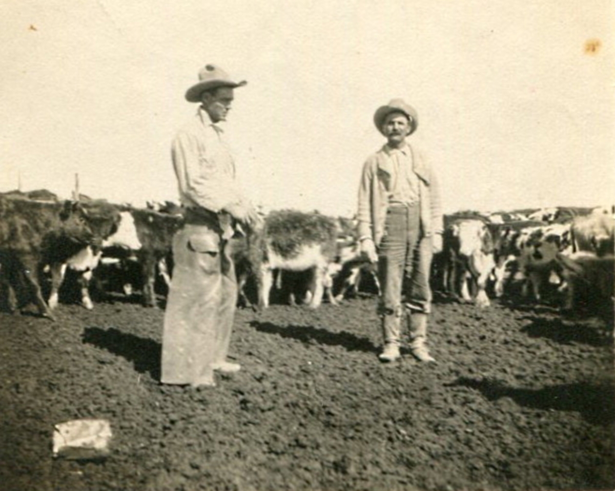Working Cattle in Castro County in 1920